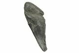 Partial Fossil Megalodon Tooth - South Carolina #370012-1